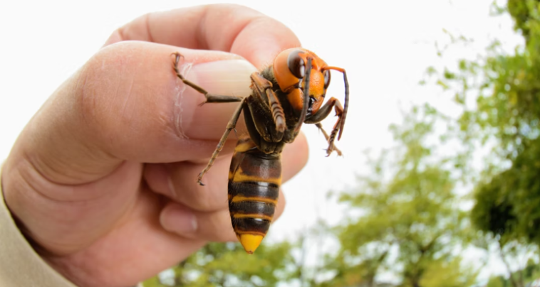 Asian Giant Hornets